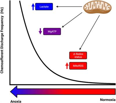 Are Multiple Mitochondrial Related Signalling Pathways Involved in Carotid Body Oxygen Sensing?